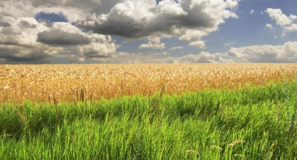 La Niña, campo, pronóstico, clima, lluvias, frío