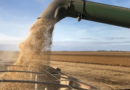 soja, exportaciones, CAMPO