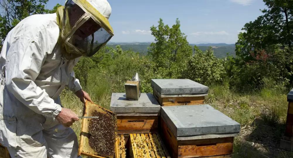 Apicultura, abejas