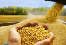 Maíz, soja, trigo, febrero, 2023/24, mercado de granos, ley de semillas
