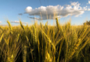 Argentina, China, trigo, soja, maíz, fertilizantes, senasa