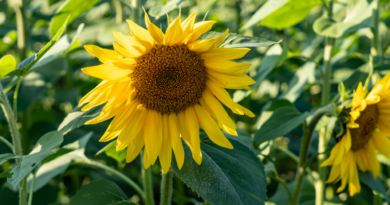 Girasol, siembra, oleaginosas