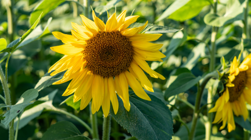 Girasol, siembra, oleaginosas