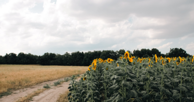 Girasol, 2024, problemas climáticos