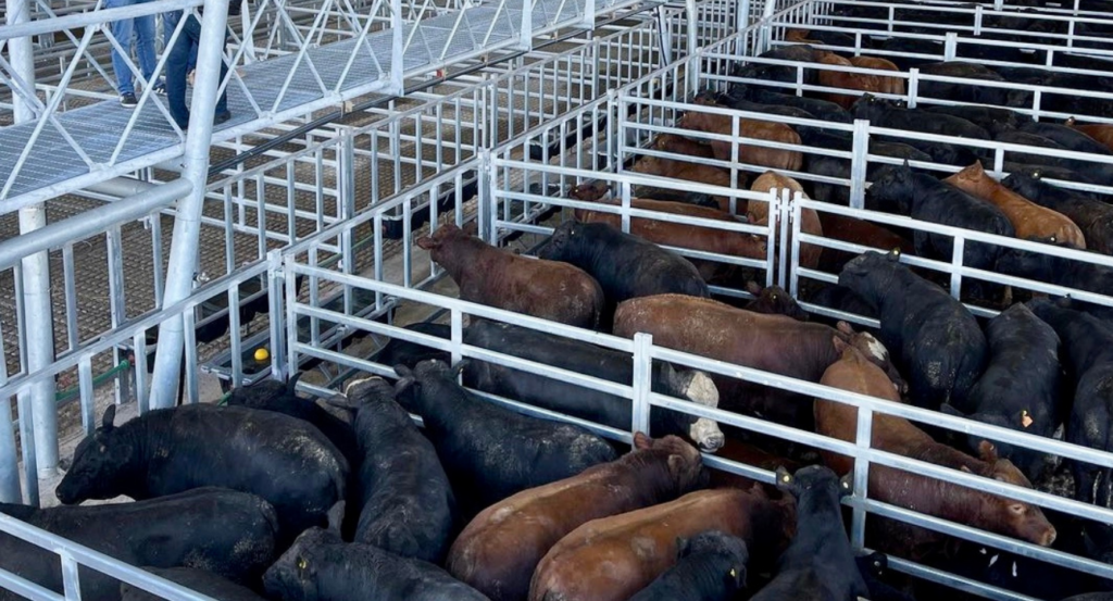 Mercado Agroganadero de Cañuelas