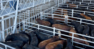 Mercado Agroganadero de Cañuelas