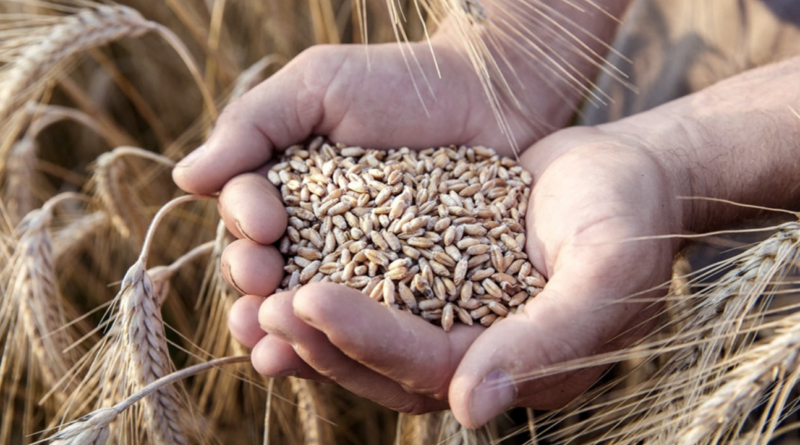 Trigo, evasión fiscal, reforma tributaria