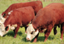 Toros, reproductores