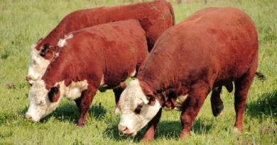 Toros, reproductores
