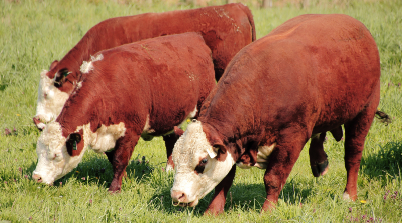 Toros, reproductores