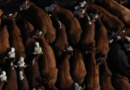 Ganadería, Mercado Agroganadero de Cañuelas, cañuelas, Senasa