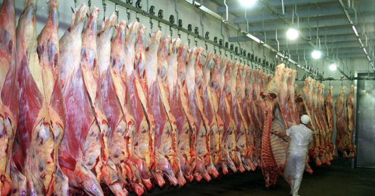 carne vacuna, feedlots, oferta, exportaciones