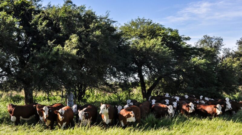 ganado, cuidar, ola de calor