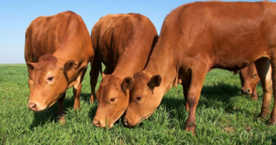 pastoreo, combinado, ganadería