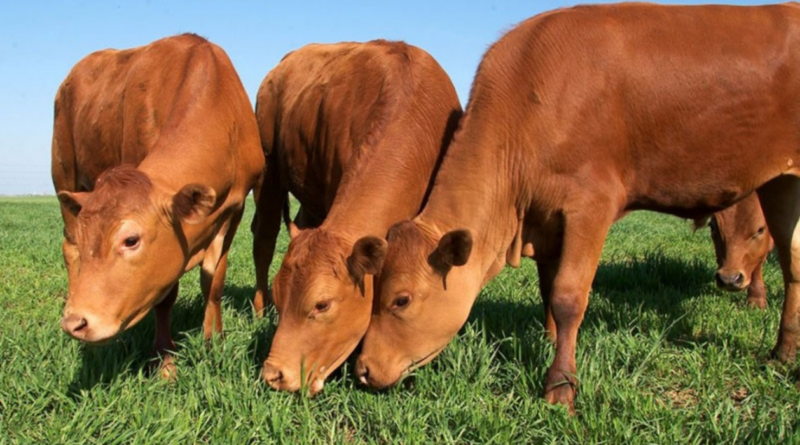 pastoreo, combinado, ganadería