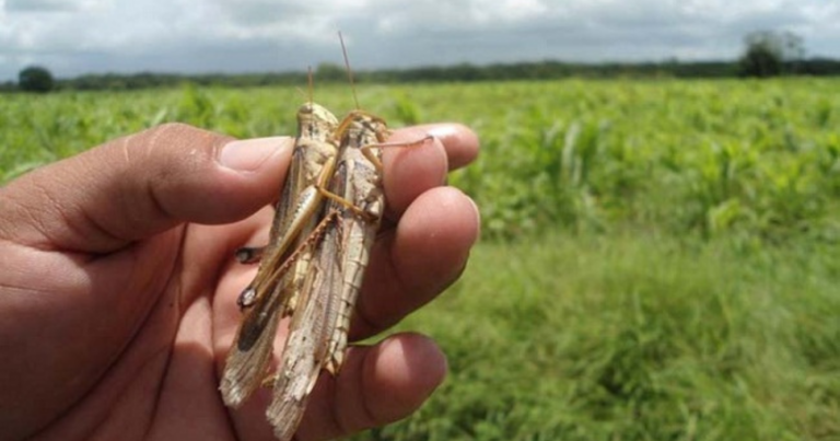 Langostas, Santiago del Estero, fitosanitarios