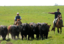 trabajadores rurales, prestación desempleo, ley bases, trabajo agrario, CRA, UATRE, Ley Bases, salario, peón rural, obra social, prestación por desempleo rural