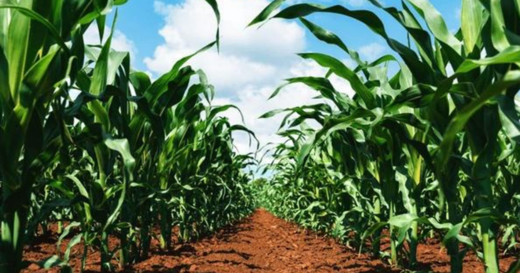 cultivos, cambios de temperatura, modelos, suelo, inta, napas