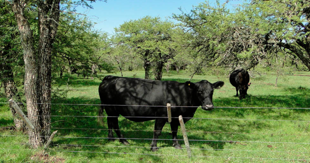toro, Entre Ríos