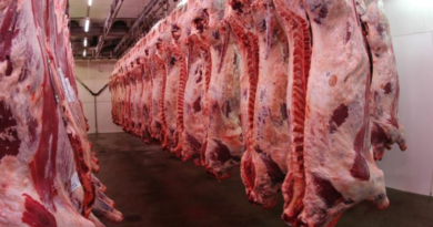 Faena, bovinos, 2024, Exportaciones, carne, Europa, Israel, Argentina, crecimiento, Javier Milei, superávit, frigoríficos