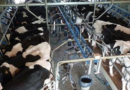 tambos, tambo, Tambos, derrumbe productivo, retenciones, lácteos, Córdoba