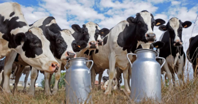 tambos, producción de leche, 2024, 240 millones, tambo, tambos, lechería, vacas lecheras, gripe aviar, ganado, retenciones, lácteos