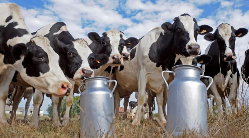 tambos, producción de leche, 2024, 240 millones, tambo, tambos, lechería, vacas lecheras, gripe aviar, ganado, retenciones, lácteos
