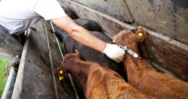 aftosa, vacunación, Federación Agraria, Sudáfrica