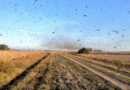 Langostas, plaga, emergencia, noroeste, Argentina