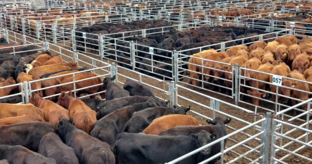 mercado decañuelas, novillo