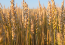 trigo, china, luis caputo, medidas, agro, exportaciones, retenciones, Córdoba, Entre Ríos