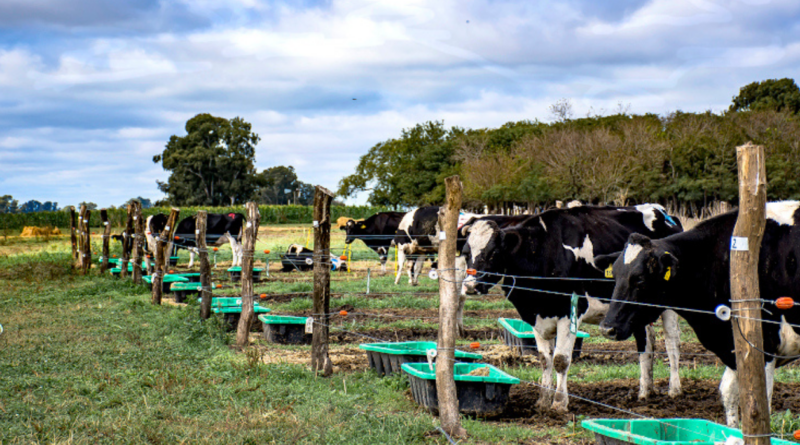 cascarilla de soja, estado sanitario, consumo, vacas