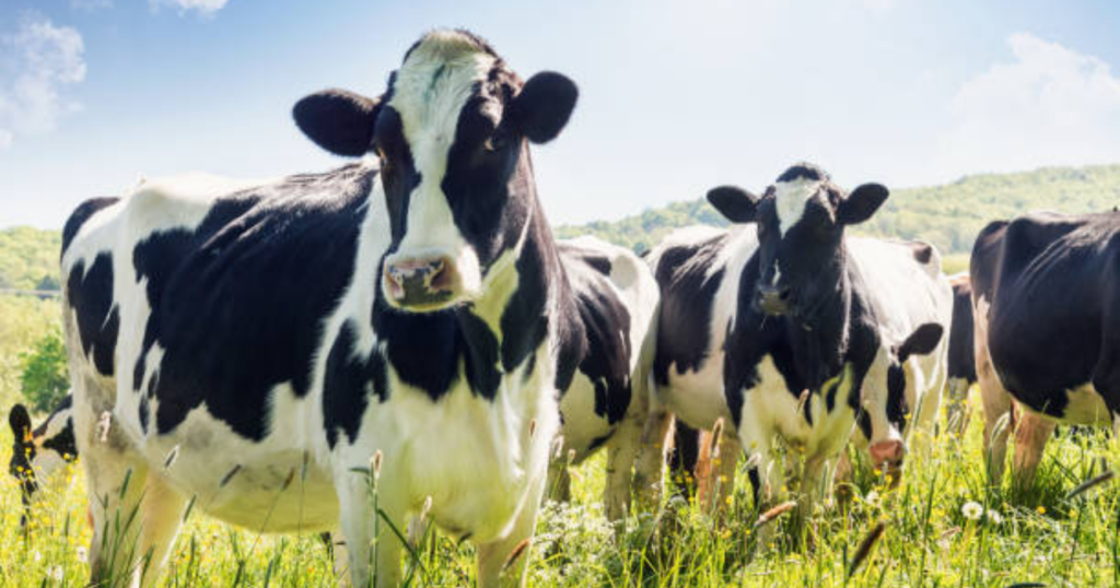 cascarilla de soja, estado sanitario, consumo, vacas