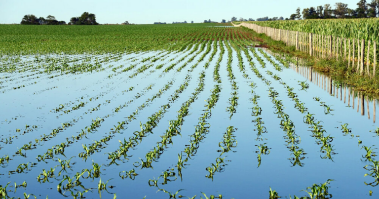 Lluvias, alerta, campo