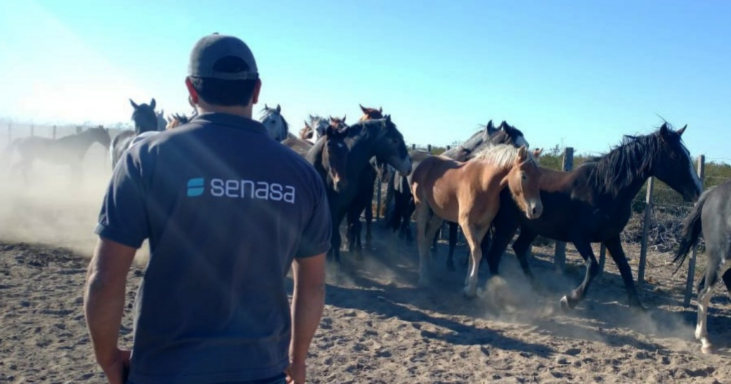 Caballos, exportación, faena, microchips, equinos