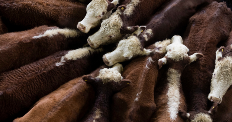 Mercado de Cañuelas, valores, vacunos, ganadería, gordo
