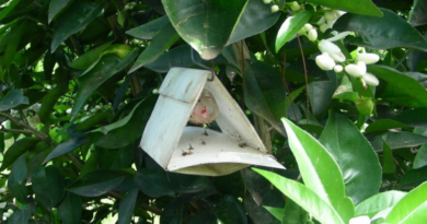 Alerta, frutos, mosca