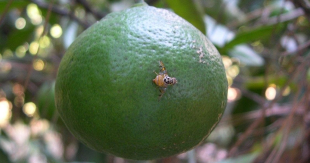 Alerta, frutos, mosca