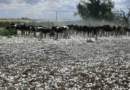 Granizo, tormentas, Entre Ríos