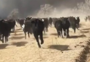incendio, Estados Unidos, zona ganadera