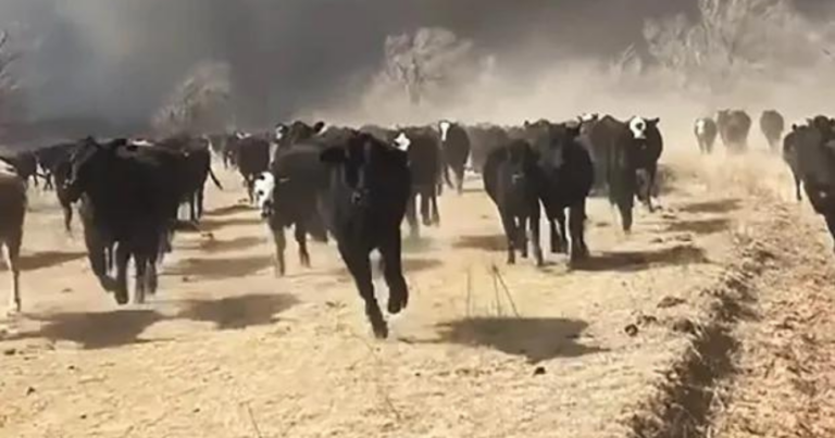 incendio, Estados Unidos, zona ganadera