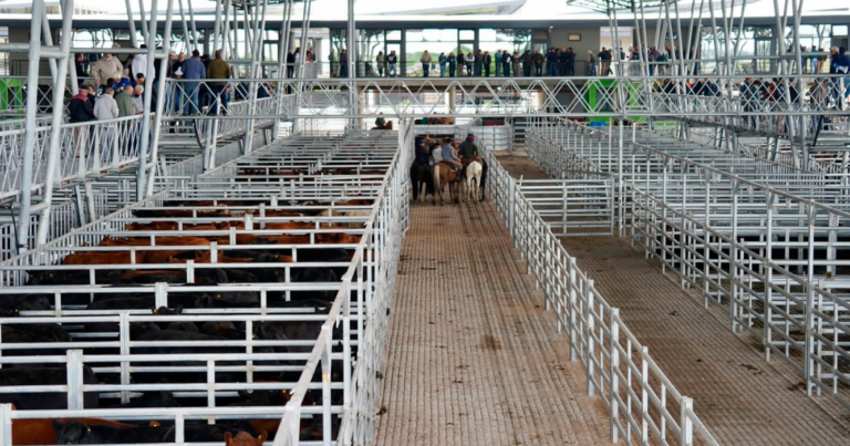 Mercado de Cañuelas, valores