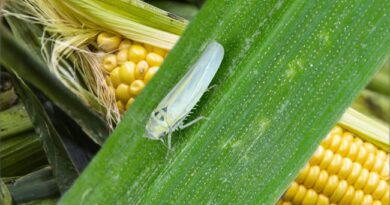 ola polar, maíz, producción, chicharra. impacto, chicharrita, insecticidas