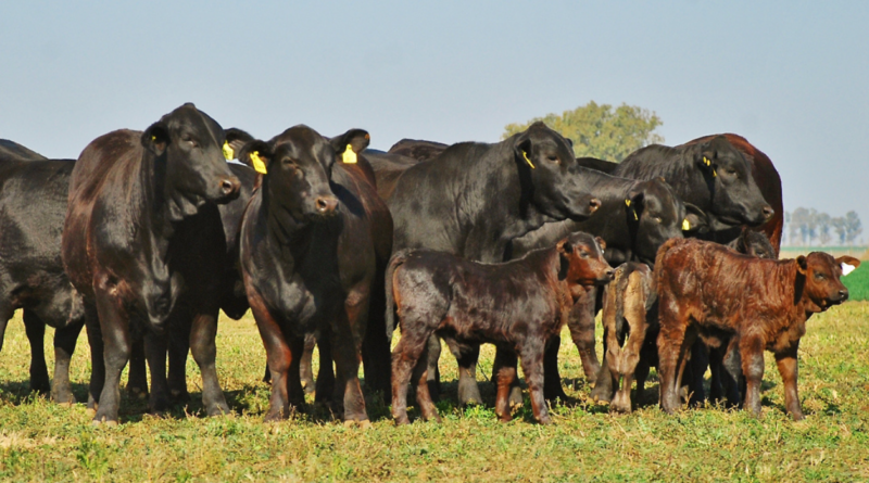 mejoramiento genético, rodeos, ganado, INTA