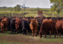 mejoramiento genético, rodeos, ganado, INTA, Inversión
