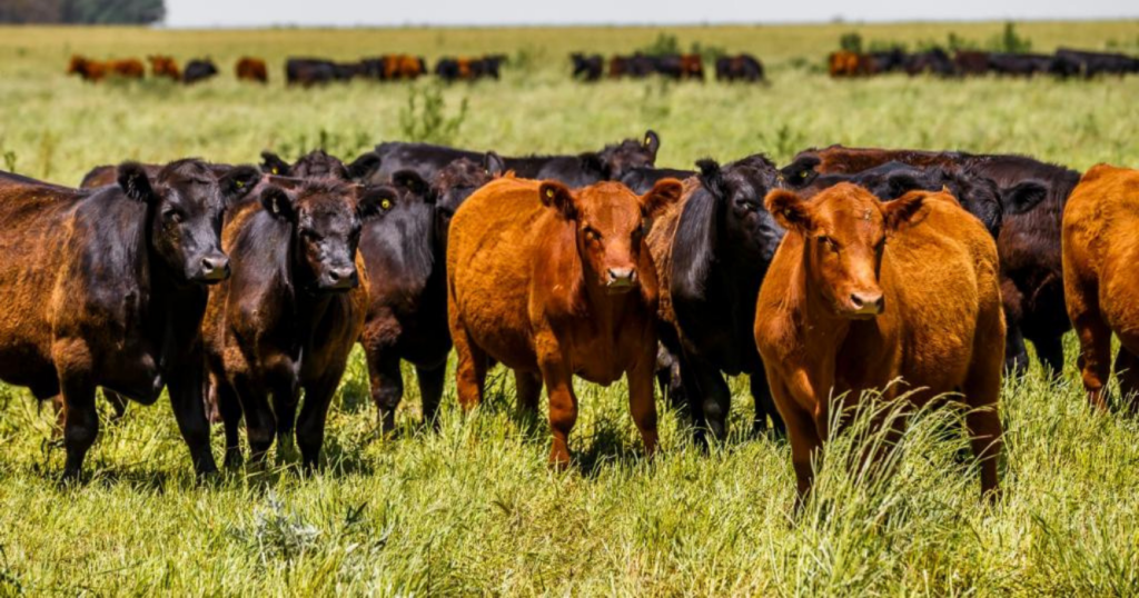 Mercado de Invernada, zafra, invernada