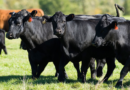 mejoramiento genético, rodeos, ganado, INTA, crédito
