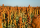Sorgo, tecnología, malezas, agricultura,