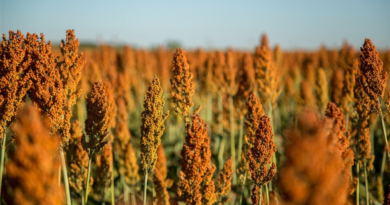 Sorgo, tecnología, malezas, agricultura,