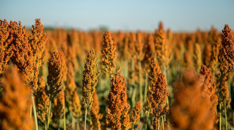 Sorgo, tecnología, malezas, agricultura,